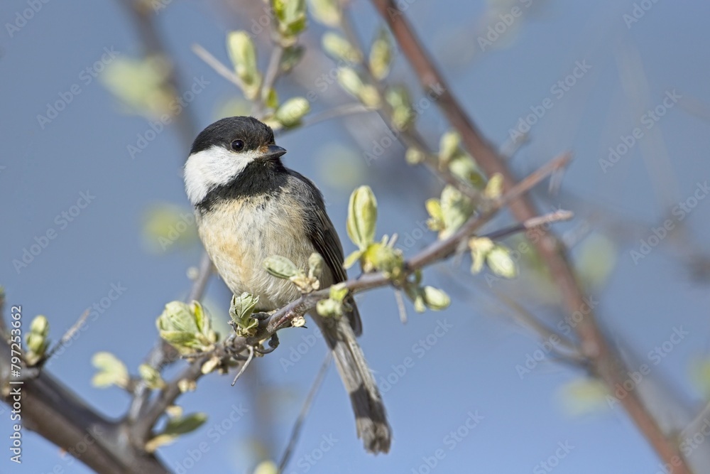 Obraz premium Cute chickadee perched on a twig.