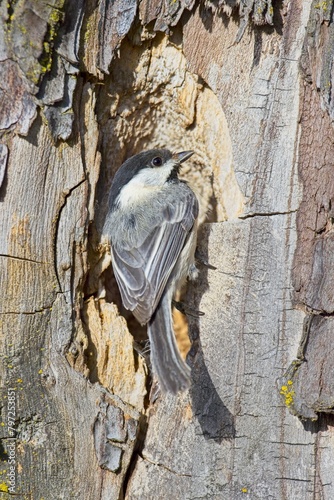Black capped chickadee perched on a tree.