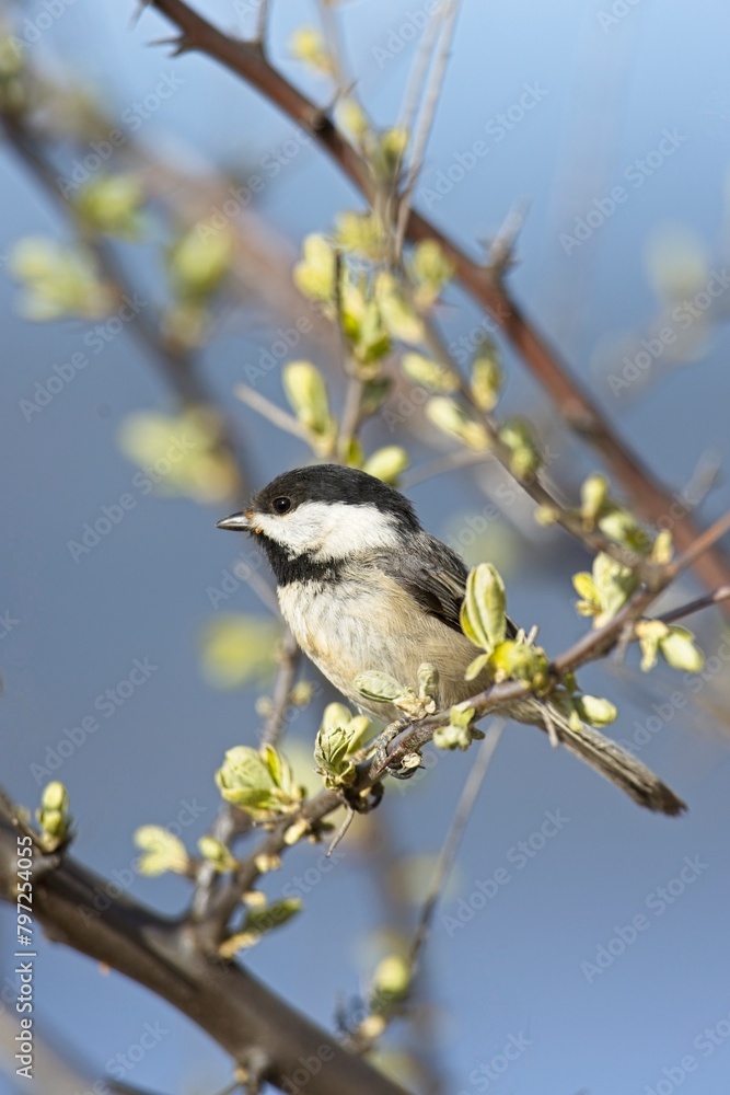 Naklejka premium Black capped chickadee portrait.