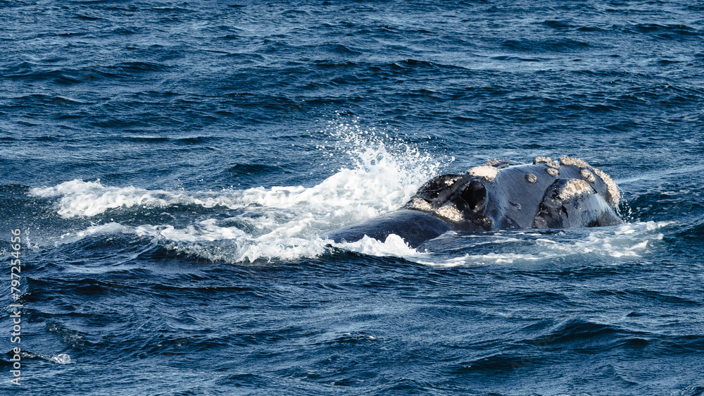 Fototapeta premium close-up of a free whale