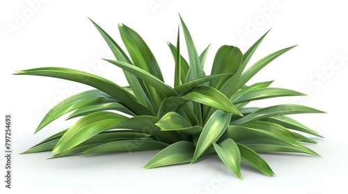 lush 3d rendering of aromatic pandanus amaryllifolius leaves on pure white background digital illustration photo