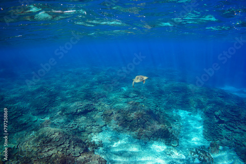 サンゴ礁をゆったりと泳ぐ大きく美しいアオウミガメ（ウミガメ科）。スキンダイビングポイントの底土海水浴場。 航路の終点、太平洋の大きな孤島、八丈島。 東京都伊豆諸島。 2020年2月22日水中撮影。Large, beautiful green sea turtles (Chelonia mydas, family comprising sea turtles) swim leisurely