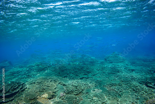 素晴らしいサンゴ礁の美しいサヨリ（サヨリ科）の群れ。スキンダイビングポイントの底土海水浴場。 航路の終点、太平洋の大きな孤島、八丈島。 東京都伊豆諸島。 2020年2月22日水中撮影。A school of the Beautiful Halfbeak (Hyporhamphus sajori) in Wonderful coral reefs.Sokodo Beach, a ski