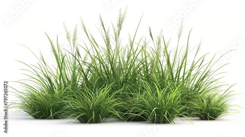 modern 3d illustration of lush green phalaris arundinacea ornamental grass clump isolated on clean white background digital render photo