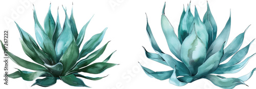 3d illustration Set of Agave shawii x attenuata tree isolated on transparent background