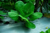 Pakcoy or bok choy (Brassica rapa Chinensis Group; mustard greens or Brassicaceae) in garden, fresh, green.