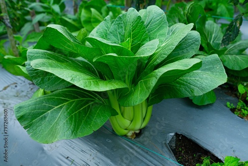 Pakcoy (Pok Choy atau Bok Choy) grows in a vegetable garden. Organic Vegetables. Agriculture photo