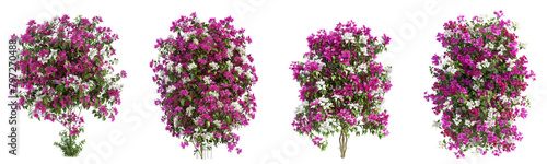 Set of Bougainvillea flower plants, isolated on white background. 3D render. 3D illustration