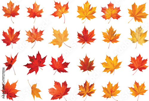 Set of five red and yellow maple leaves isolated on white photo