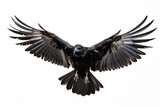 Raven flying animal bird white background.