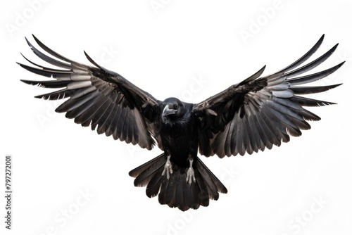 Raven flying animal bird white background. © Rawpixel.com