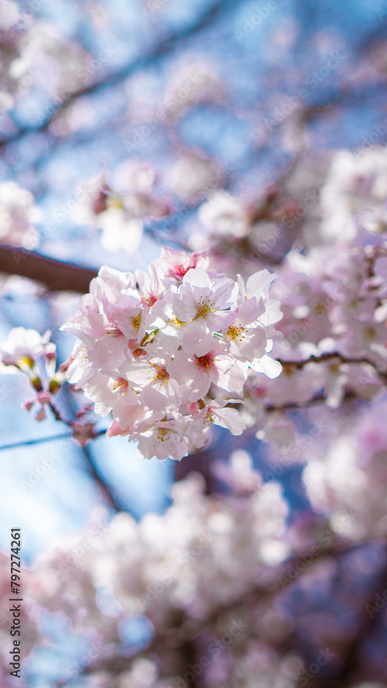 Pale pink sakura flowers also known as cherry blossom with bright blue-sky and pale pink sakura flowers bokeh or defocused background, shot on Osaka Castle Park, Japan during the day Pale pink sakura flowers also known as cherry blossom with bright blue-sky and pale pink sakura flowers bokeh or defocused background, shot on Osaka Castle Park, Japan during the day