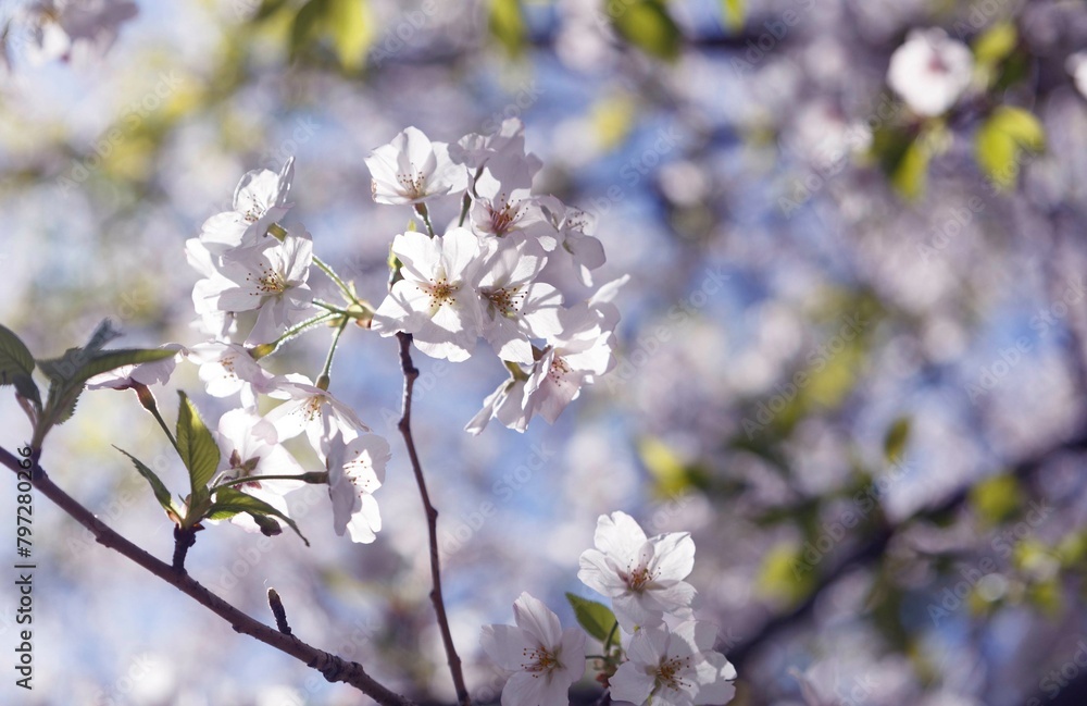 桜,染井吉野,ソメイヨシノ,千鳥ケ淵緑道,
someiyoshino,cherry blossoms 桜,染井吉野,ソメイヨシノ,千鳥ケ淵緑道,
someiyoshino,cherry blossoms