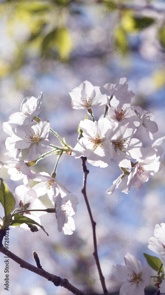 Obraz premium 桜,染井吉野,ソメイヨシノ,千鳥ケ淵緑道, someiyoshino,cherry blossoms