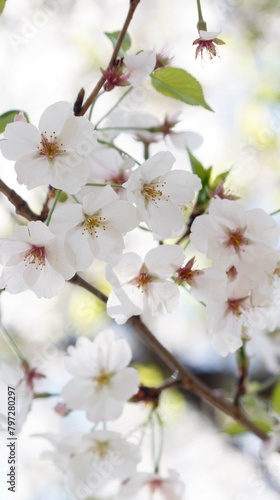 桜,染井吉野,ソメイヨシノ,千鳥ケ淵緑道,
someiyoshino,cherry blossoms