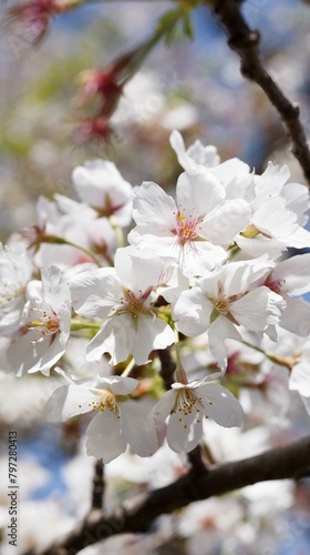 桜,染井吉野,ソメイヨシノ,千鳥ケ淵緑道, someiyoshino,cherry blossoms