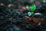 Young plant sprouting from the soil with a soft-focus background
