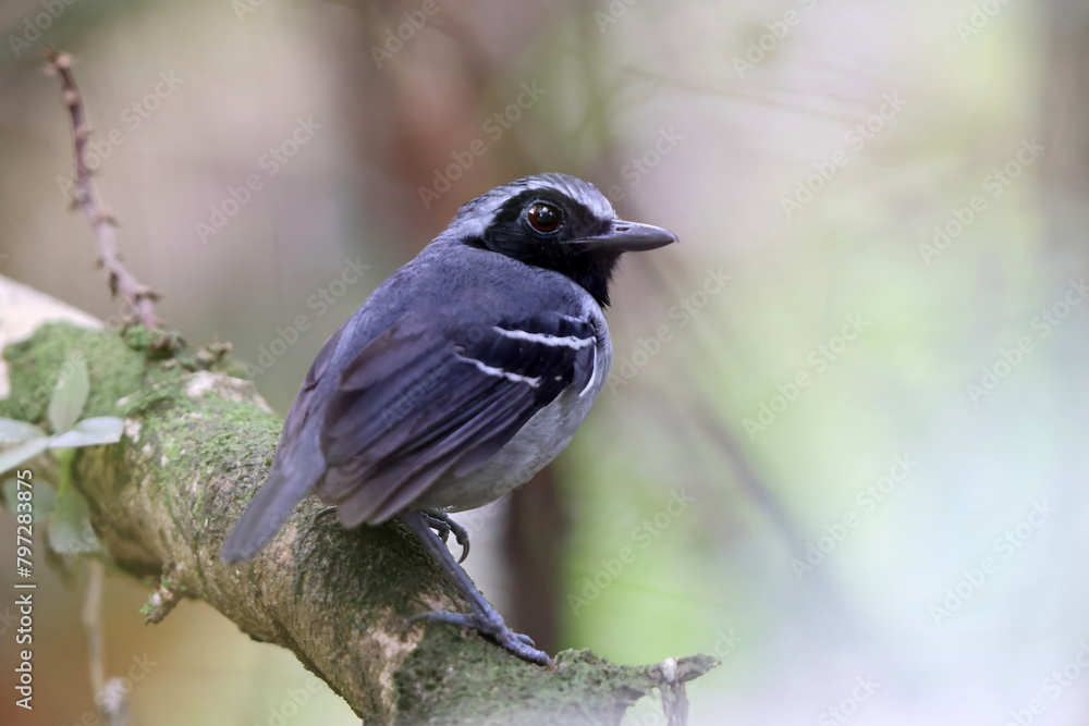 Obraz premium The black-faced antbird (Myrmoborus myotherinus) is the antbird family Thamnophilidae. It is endemic to a wide range across the Amazon basin. This photo was taken in Colombia.