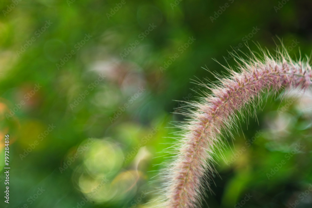 At the base of the small flower Pennisetum purpureum, Pennisetum purpureum are usually two Pennisetum purpureum eyebrows arranged opposite each other At the base of the small flower Pennisetum purpureum, Pennisetum purpureum are usually two Pennisetum purpureum eyebrows arranged opposite each other