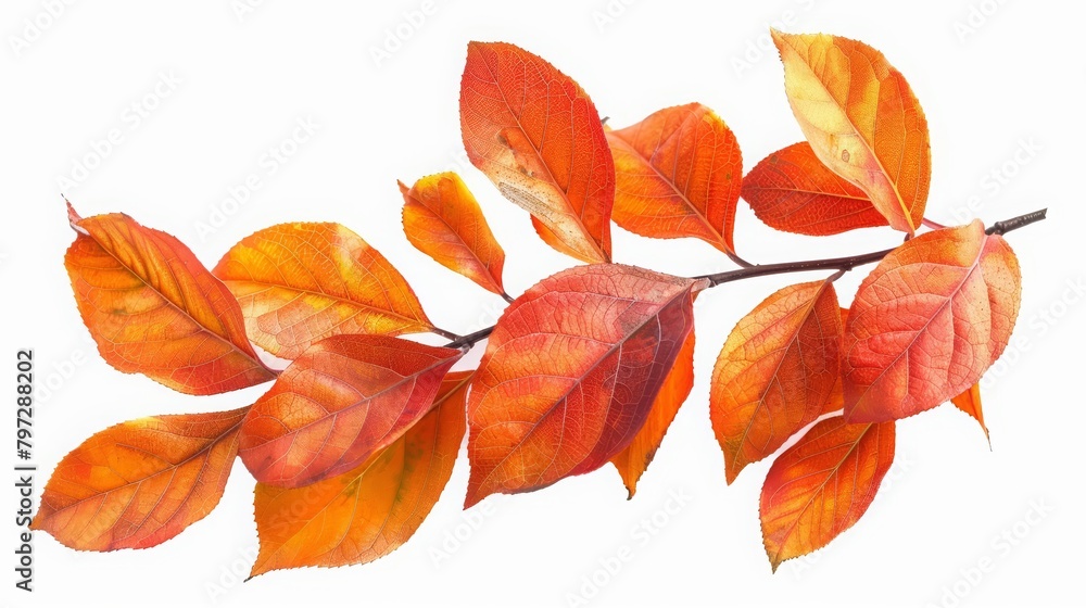 Fototapeta premium A branch of a tree with orange leaves on a white background.