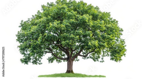A large  green tree with a thick trunk and lush foliage.