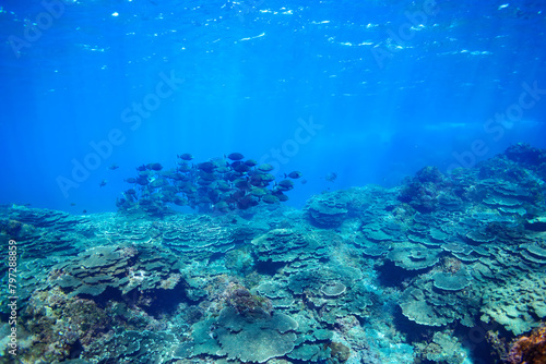 Wallpaper Mural 素晴らしいサンゴ礁の美しいニザダイ（ニザダイ科）の大群他。

スキンダイビングポイントの底土海水浴場。
航路の終点、太平洋の大きな孤島、八丈島。
東京都伊豆諸島。
2020年2月22日水中撮影。

Large school of Sawtail juvenile (Prionurus scalprum) and others in Wonderful coral reefs.

Sokodo Be Torontodigital.ca