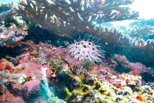 サンゴに隠れる美しいハリセンボン（ハリセンボン科）。

スキンダイビングポイントの底土海水浴場。
航路の終点、太平洋の大きな孤島、八丈島。
東京都伊豆諸島。
2020年2月22日水中撮影。

Beautiful Balloon Porcupinefish (Diodontidae) hiding in coral.
Sokodo Beach, a skin diving point.
Izu Is