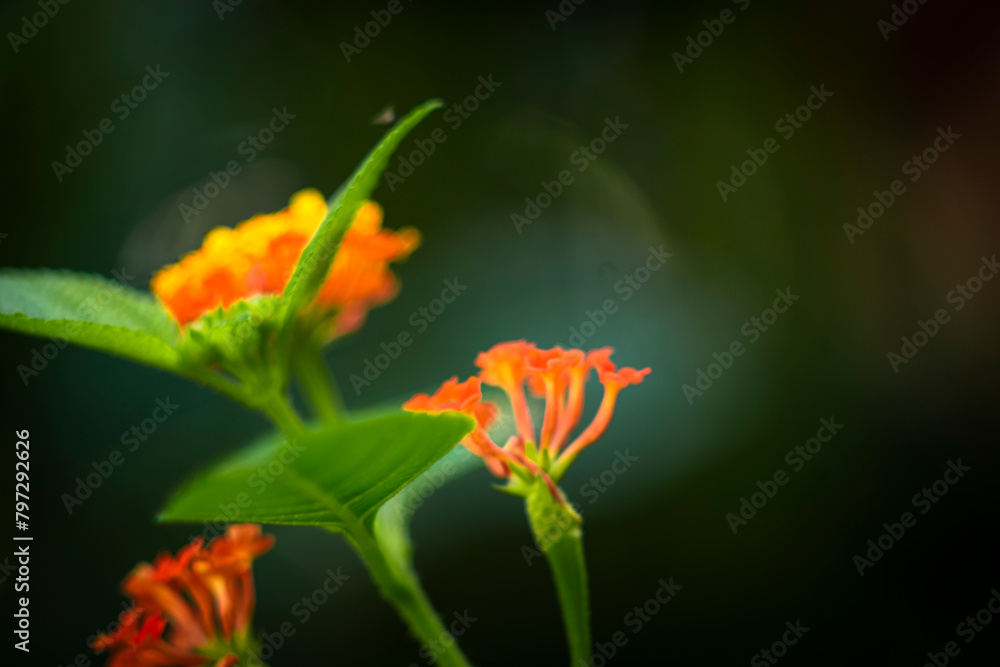 The small Lantana camara has many horizontal branches, with hairs and short thorns curling downward. Leaves Lantana camara are oval, The small Lantana camara has many horizontal branches, with hairs and short thorns curling downward. Leaves Lantana camara are oval,