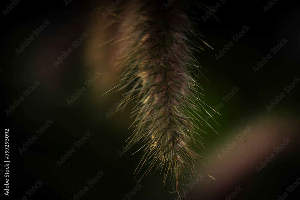 Pennisetum purpureumt is a herbaceous plant that is perennial, Pennisetum purpureum rarely lasting 1 or 2 years. Pennisetum purpureum leaves grow alternately, arranged in two rows along the stem, Pennisetum purpureumt is a herbaceous plant that is perennial, Pennisetum purpureum rarely lasting 1 or 2 years. Pennisetum purpureum leaves grow alternately, arranged in two rows along the stem,