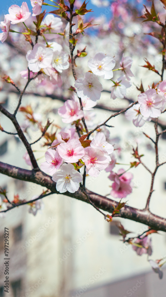 Sakura flowers also known as cherry blossom on a tree branch with sakura flower and white building bokeh (defocused) background, shot on Osaka, Japan during the day Sakura flowers also known as cherry blossom on a tree branch with sakura flower and white building bokeh (defocused) background, shot on Osaka, Japan during the day