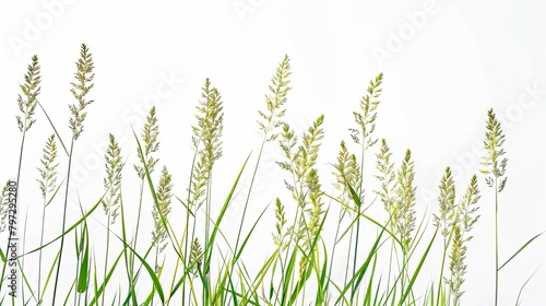 blooming young summer grass on white background 