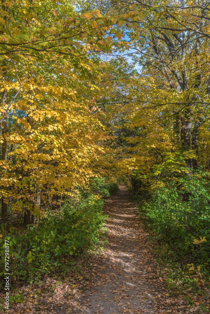Fototapeta premium Fall time in park
