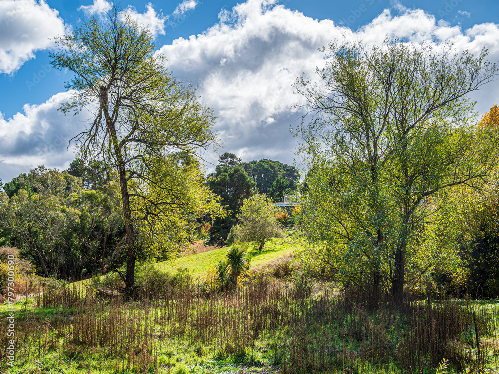 Wild Vegetation Wild Vegetation