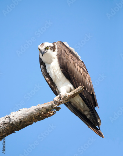 A Close-up Image of a  Mature Osprey Looking Down at You From a Dead Tree