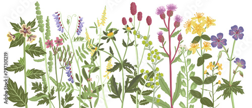 Fototapeta Naklejka Na Ścianę i Meble -  field flowers, vector drawing wild plants at white background, floral composition, hand drawn botanical illustration