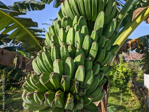 kepok banana (Musa acuminata × balbisiana) in the morning photo