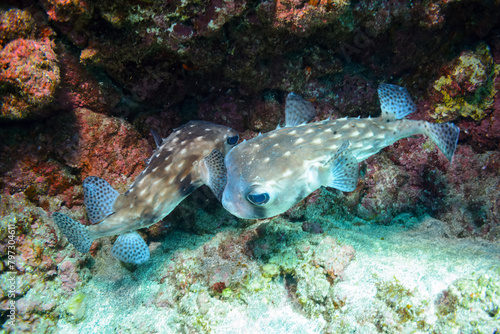                                                                                                                                                                                                                                 2020   2   22                    A pair of the Beautiful Big Pacific Burrfish  Chilomycterus reticulatus .  Sokodo Beach  a skin diving po