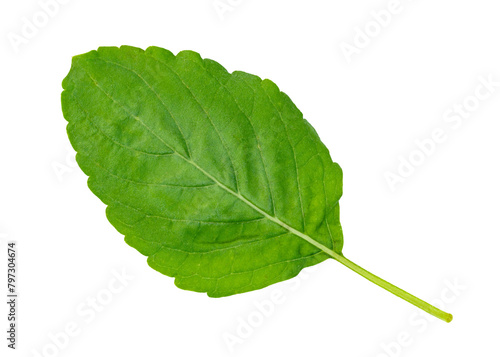 Holy Basil leaf or thai basil or Ocimum sanctum isolated. Green leaves pattern