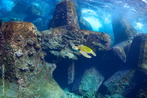 サンゴ礁の防波堤をゆったりと泳ぐ大きく美しいアオウミガメ（ウミガメ科）。  スキンダイビングポイントの底土海水浴場。 航路の終点、太平洋の大きな孤島、八丈島。 東京都伊豆諸島。 2020年2月22日水中撮影。   Large, beautiful green sea turtles (Chelonia mydas, family comprising sea turtles) swim leisu © d3_plus