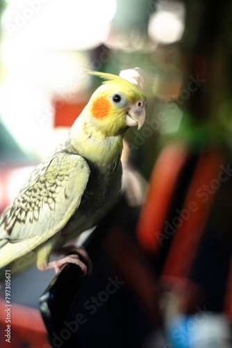 The crest ofCockatiel Nymphicus is dramatically vertical when the cockatiel is startled or excited, gently oblique in its neutral or relaxed state, Cockatiel Nymphicus