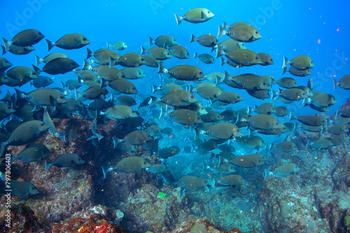 素晴らしいサンゴ礁の美しいニザダイ（ニザダイ科）の大群他。スキンダイビングポイントの底土海水浴場。 航路の終点、太平洋の大きな孤島、八丈島。 東京都伊豆諸島。 2020年2月22日水中撮影。Large school of Sawtail juvenile (Prionurus scalprum) and others in Wonderful coral reefs.Sokodo Be