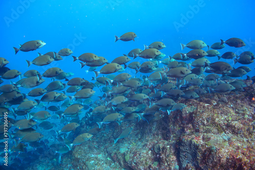 素晴らしいサンゴ礁の美しいニザダイ（ニザダイ科）の大群他。  スキンダイビングポイントの底土海水浴場。 航路の終点、太平洋の大きな孤島、八丈島。 東京都伊豆諸島。 2020年2月22日水中撮影。  Large school of Sawtail juvenile (Prionurus scalprum) and others in Wonderful coral reefs.  Sokodo Be © d3_plus