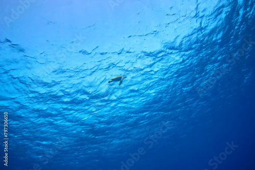 サンゴ礁をゆったりと泳ぐ大きく美しいアオウミガメ（ウミガメ科）。スキンダイビングポイントの底土海水浴場。 航路の終点、太平洋の大きな孤島、八丈島。 東京都伊豆諸島。 2020年2月22日水中撮影。Large, beautiful green sea turtles (Chelonia mydas, family comprising sea turtles) swim leisurely