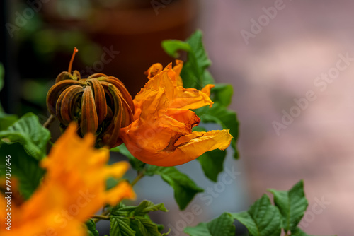 African  tulip flower