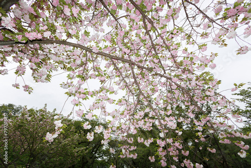 花,桜,小金井公園,
flowers, cherry blossoms, Koganei Park,