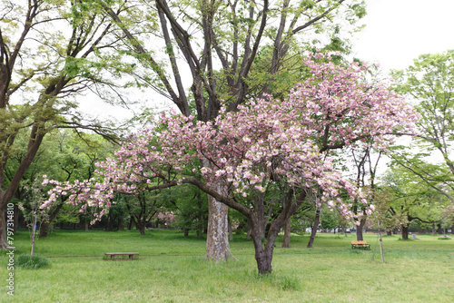 花,桜,小金井公園,
flowers, cherry blossoms, Koganei Park,
