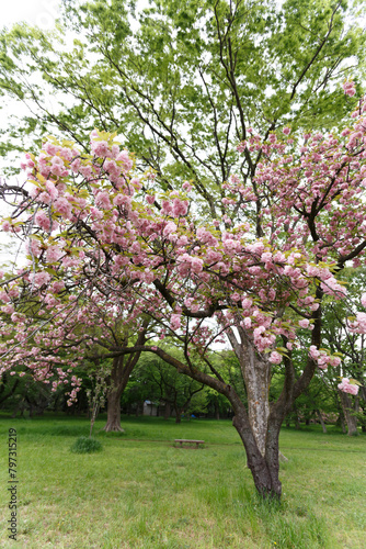 花,桜,小金井公園, flowers, cherry blossoms, Koganei Park,