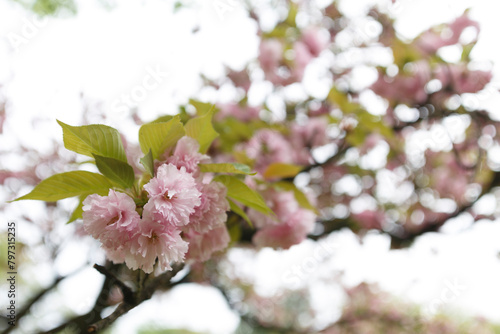 花,桜,小金井公園,
flowers, cherry blossoms, Koganei Park,