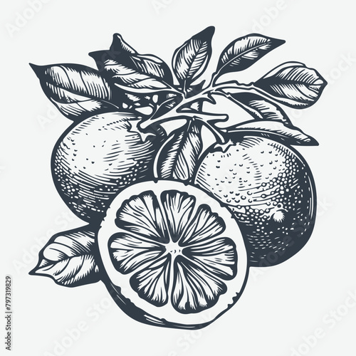 Citrus vintage woodcut drawing vector