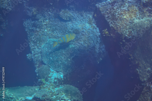 大きく美しいヒブダイ（ブダイ科）他の群れ。

スキンダイビングポイントの底土海水浴場。
航路の終点、太平洋の大きな孤島、八丈島。
東京都伊豆諸島。
2020年2月22日水中撮影。

A school of large, beautiful BlueBlue-barred parrotfish (Scarus ghobban) and others.

Sokodo Beach, a skin di photo